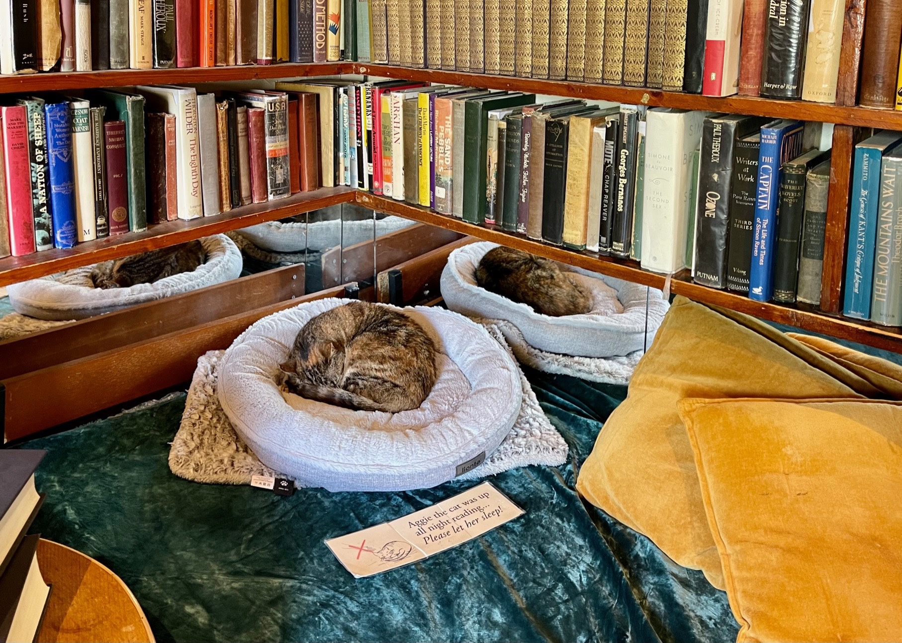 A tabby cat sleeping in her bed among cushions and bookshelves in Shakespeare and Company, a bookstore that sells books exclusively in English in the heart of Paris. In the note by her side you can read: "Aggie the cat was up all night reading... Please let her sleep!" 2022 books in review.