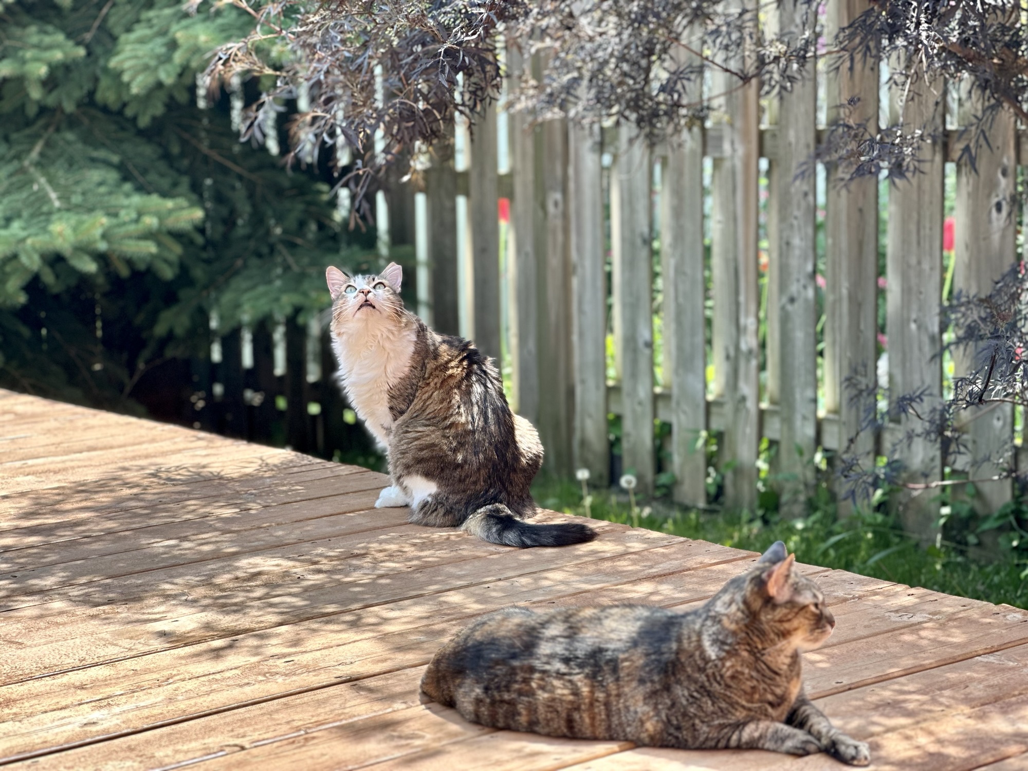 Cati and Thomas sunbathing in the backyard Pet as family